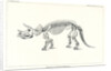 ‘Triceratops prorsus’ by Unknown